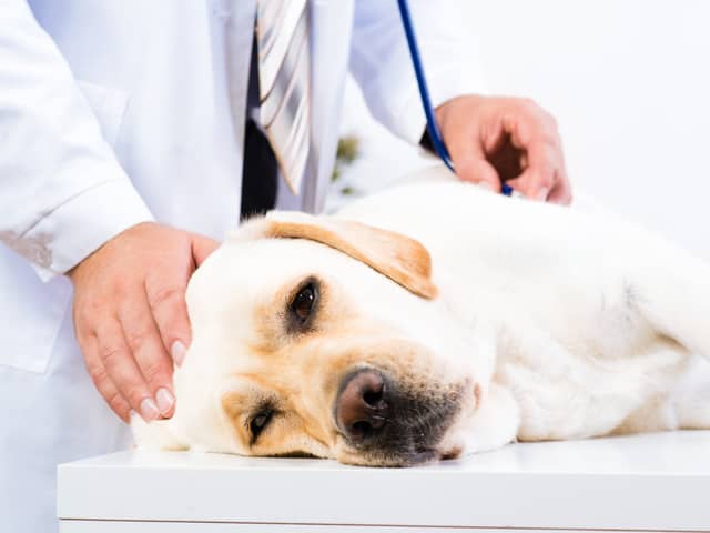 Two more dogs have died in the UK after contracting Alabama rot (Photo: Adobe)