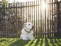 A dog owner has been fined £750 for allowing their dog to poo in their own garden