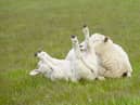 Finding a sheep on it’s back can have deadlier consequences than you might think