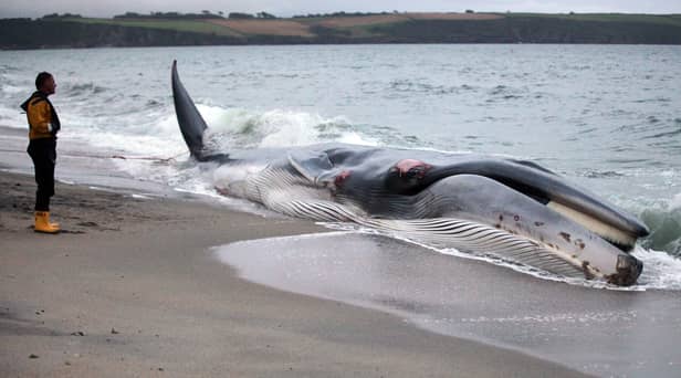 The whale (not pictured) got stranded on a sandbank just off Bridlington's South Beach