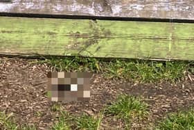 A cat was beheaded and its severed skull left in a children’s playground next to a climbing frame, sparking an investigation by the RSPCA. 