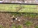 A cat was beheaded and its severed skull left in a children’s playground next to a climbing frame, sparking an investigation by the RSPCA. 