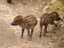 UK zoo celebrates birth of world’s rarest Visayan warty piglets - with pictures 