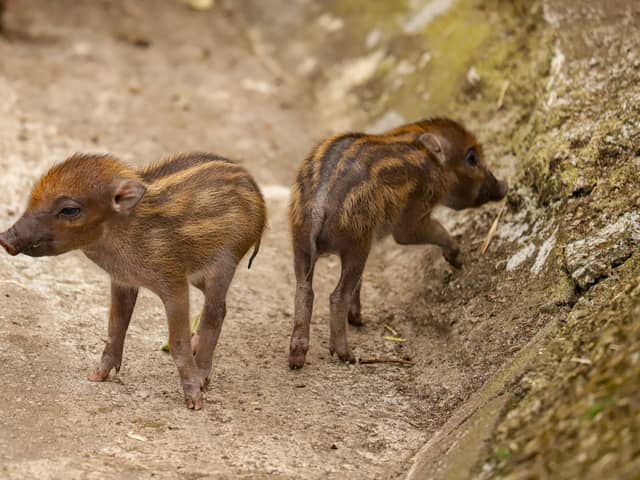 UK zoo celebrates birth of world’s rarest Visayan warty piglets - with pictures 