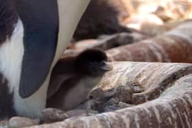 Rare penguin chick hatched at Edinburgh Zoo