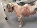 Missy was neglected by her owners to the point she suffered fur loss and bleeding skin
