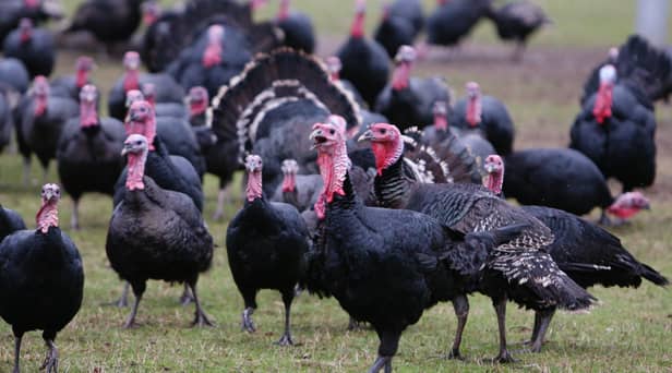 Two poultry workers in England have tested positive for bird flu, although there are no signs of human-to-human transmission, the UK Health and Security Agency (UKHSA) has said.
