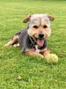 Charlie was found a second home thanks to Dogs Trust's Canine Care Card Service