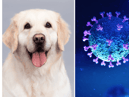 A dog has contracted Covid-19 from their owners in a UK household (Credit: Shutterstock)