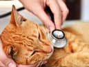 Pancytopenia is a rare bone marrow condition which can cause serious illness in felines (Photo: Shutterstock)