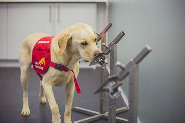 The dogs were able to sniff out Covid-19 with up to 94 per cent accuracy (Photo: PA)
