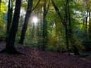 According to the report, only seven per cent of UK native woodland is in good ecological condition (Photo: Richard Heathcote/Getty Images)