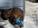 The fox cub was discovered in the village of Langley Moor, Durham in a carrier bag.  Inside there was also a message penned on the back of a paper Greggs bag.
