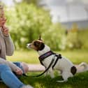 Top 10 scariest and friendliest dog breeds revealed 