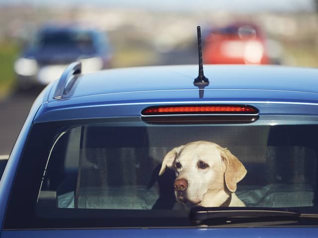 Dogs stuck in hot cars can quickly become unwell