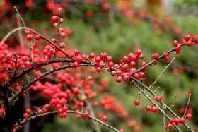 Cotoneater could land keen gardeners a £2,500 fine. Credit: Pixabay