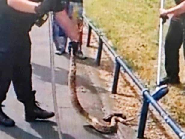 This is the moment shocked police officers encountered a massive boa constrictor in the middle of a busy road in Birmingham.  