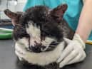 Clint the cat