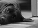 13 items dog owners should always take on summer walks to keep pets safe - including tick tweezers & blankets