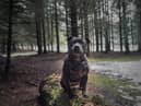 Top 20 abandoned breeds: List of dogs most dumped as 50,000 ditched in last three years 