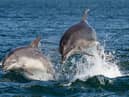 Popular online travel agency Thomas Cook has ended the sale of any holiday destinations with captive cetaceans. 