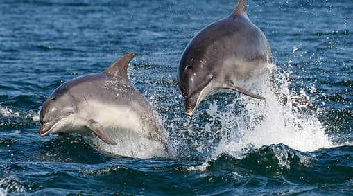 Popular online travel agency Thomas Cook has ended the sale of any holiday destinations with captive cetaceans. 