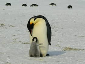 Chester Zoo is hiring a zookeeper to look after penguins & parrots - how to apply