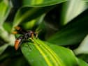 Asian hornets have been spotted in the Dover area in Kent 