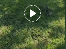 Watch as group of animals surround woman in a real life Snow White moment