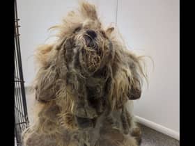 Pepper was found ‘extremely matted'