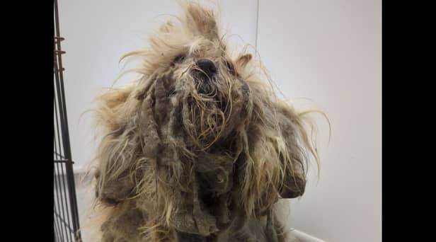 Pepper was found ‘extremely matted'