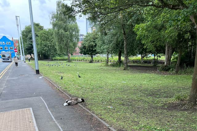 The RSPCA has appealed for dashcam footage after a van reportedly ploughed into a flock of geese