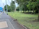 The RSPCA has appealed for dashcam footage after a van reportedly ploughed into a flock of geese