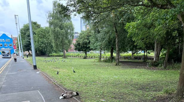 The RSPCA has appealed for dashcam footage after a van reportedly ploughed into a flock of geese