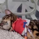 Heartbreaking footage shows 11-month-old moggy Bella hooked up to tubes and a heart monitor after coming into contact with a lily, which are highly poisonous to cats.