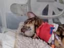 Heartbreaking footage shows 11-month-old moggy Bella hooked up to tubes and a heart monitor after coming into contact with a lily, which are highly poisonous to cats.