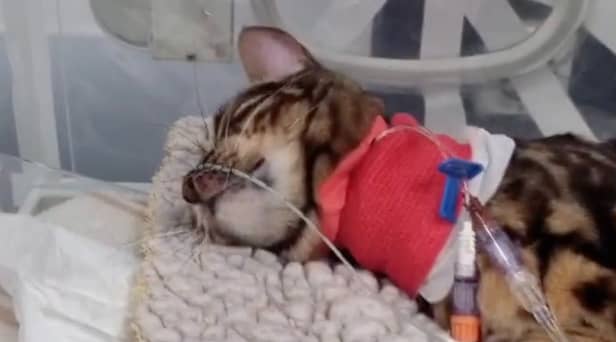 Heartbreaking footage shows 11-month-old moggy Bella hooked up to tubes and a heart monitor after coming into contact with a lily, which are highly poisonous to cats.