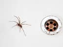 Spider season is upon us - here’s how to prevent them from entering your home. (Getty Images)