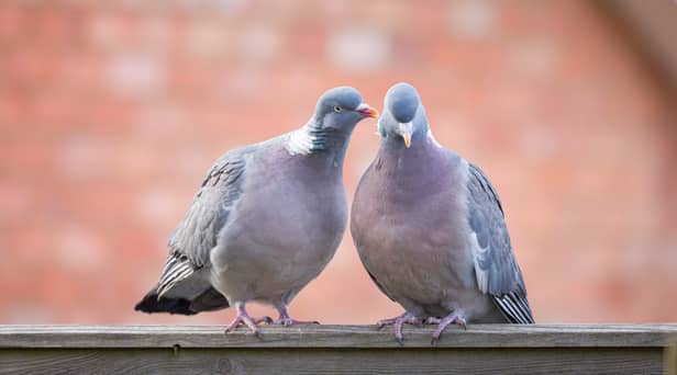 Two pigeons were found dead with swastikas carved on their chests in a riverside town in Cambridgeshire - Credit: Adobe