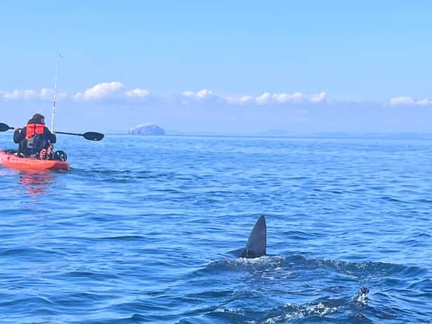 Ally Connell, 38, was only a mile from shore on a fishing trip when he saw a massive shark fin poking out of the water.