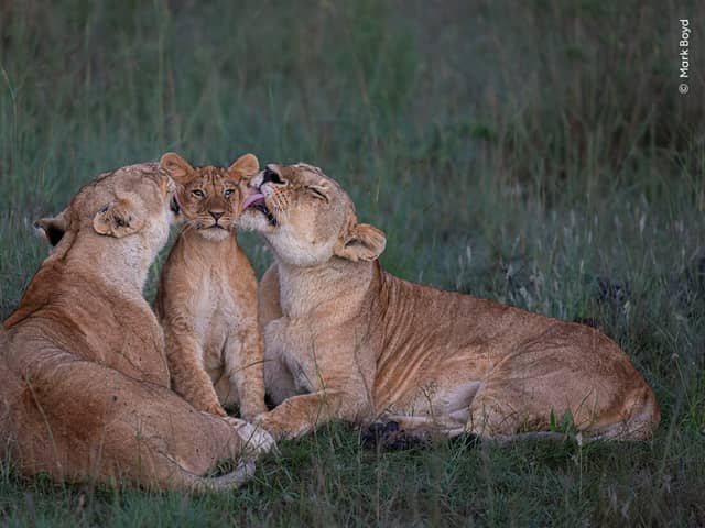 Take a look at the incredible wildlife images being considered for Wildlife Photgrapher of the Year People's Choice Award.