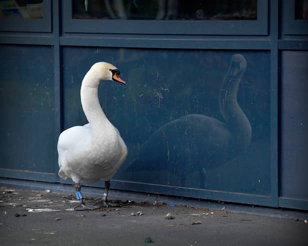 A swan has started hanging around at Telford Park School, after its mate died. It appears to find comfort in looking at its reflection in the glass panels on the school building