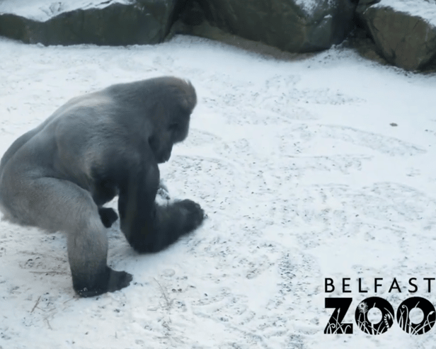 A gorilla at Belfast Zoo was having fun in the snow making snowballs, in footage captured by staff. (Credit: Belfast Zoo)