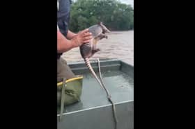 Armadillo rescued from floodwaters by officials.