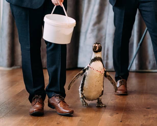 Groom surprises bride with penguin ring bearer at wedding.