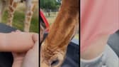 Giraffe hauls toddler, 2, from back of family’s pick up truck.