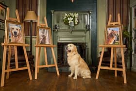 Son of top stud dog, Pierre the Heir, continues guide dog linage