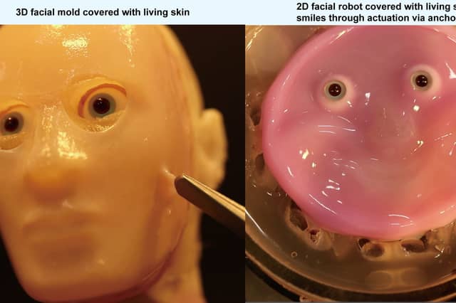 Robots get a 'living skin' makeover thanks to researchers in Japan. Photo by 2024 Takeuchi et al. CC-BY-ND /