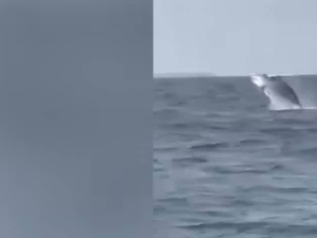 Whale pops up from sea in front of amazed Jersey schoolchildren on trip.