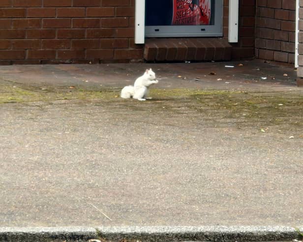 Rare white squirrel roams streets of UK town.